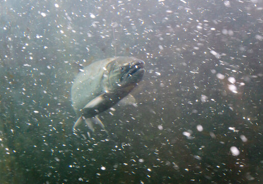 USA, WA, Seattle.  Ballard Locks.  Sockeye salmon swiming through the fish ladder.
