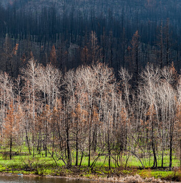 Canada, BC, Loon Lake.  Burned trees after forest fire in the BC Cariboo district.