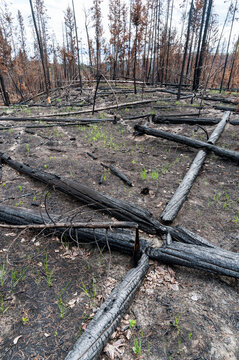Canada, BC, Clinton.  Burned trees after forest fire in the BC Cariboo district.