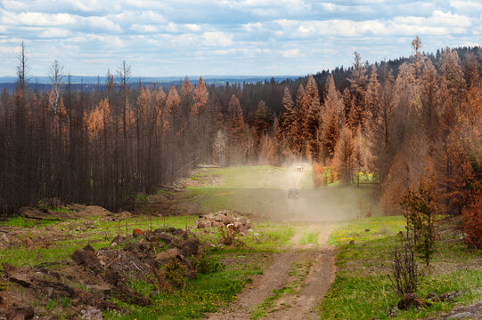 Canada, BC, Clinton.  Trucks driving on dirt road beside forest in the Cariboo District.  The trees are dead due the heat of a forest fire the previous year.