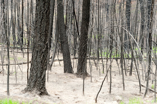 Canada, BC, Clinton.  Burned trees after forest fire in the BC Cariboo district.