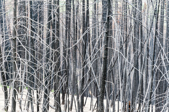 Canada, BC, Clinton.  Burned trees after forest fire in the BC Cariboo district.