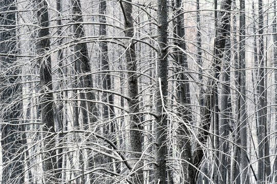 Canada, BC, Clinton.  Burned trees after forest fire in the BC Cariboo district.