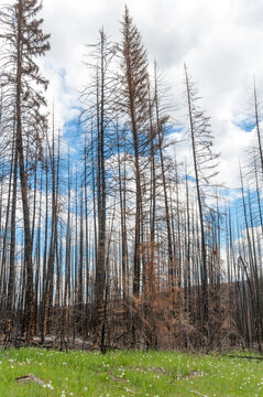 Canada, BC, Clinton.  Burned trees after forest fire in the BC Cariboo district.