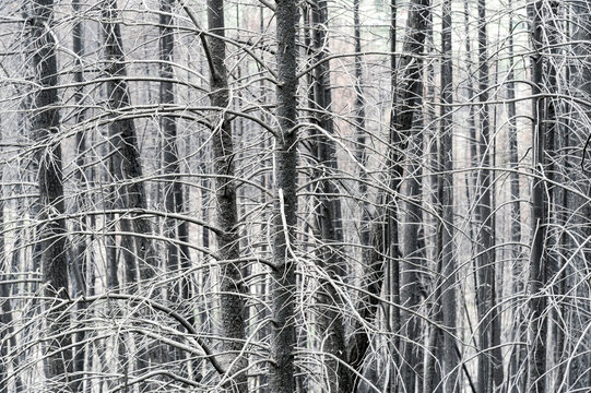 Canada, BC, Clinton.  Burned trees after forest fire in the BC Cariboo district.