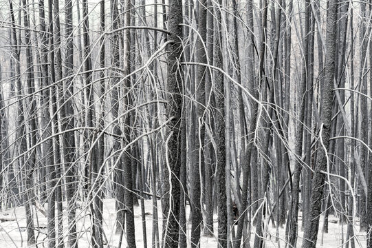 Canada, BC, Clinton.  Burned trees after forest fire in the BC Cariboo district.