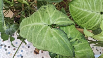 Close-up of large green leaves with dark spots on a tiled surface