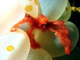 Macro shot of Orangutan Crab found in Mabul Island, Sabah © taffpixture