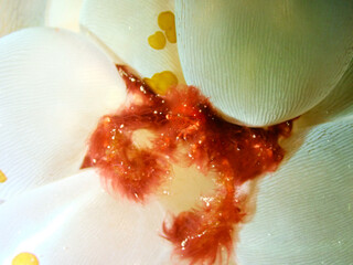 Macro shot of Orangutan Crab found in Mabul Island, Sabah © taffpixture