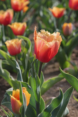 Naklejka premium Single orange fringed tulip blooming in spring garden