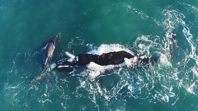 Aerial drone view of a pair of southern right whales swimming close to the surface in turquoise waters, spouting water fountains and interacting playfully, capturing marine behavior, scale, and the