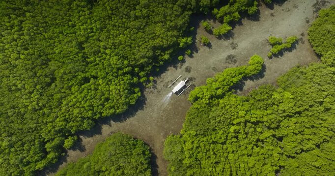 Traditional outrigger boat navigating through a clear water channel surrounded by vibrant green mangrove trees, top down aerial perspective over a tropical Indonesian wilderness islands landscape