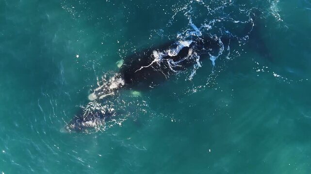 Aerial drone view of a large southern right whale mother swimming close to the surface with her calf beside her in turquoise waters, spouting gentle fountains and showing tender interaction