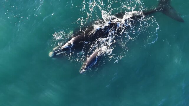 Aerial drone view of a large southern right whale mother swimming close to the surface with her calf beside her in turquoise waters, spouting gentle fountains and showing tender interaction