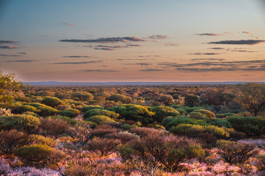 Outback landscape with wildflowers at sunset light