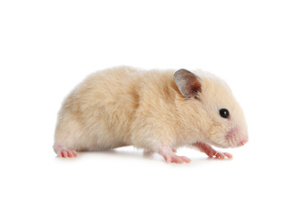 Adorable Syrian hamster on white background. Small pet