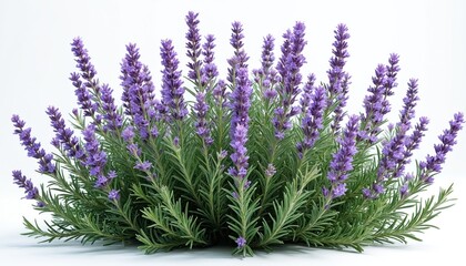 Obraz premium A whole lavender bush with green leaves and purple blossoms stands isolated on white. This herbaceous perennial plant is perfect for garden, spa, and cooking themes.