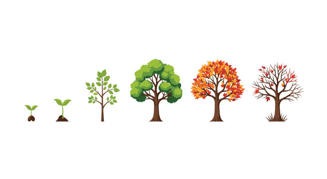 Six stages of a tree life cycle show growth from a seed to a full tree and seasonal changes into autumn and winter.