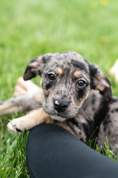 A newly adopted puppy laying on their owners lap.