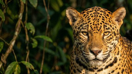 Obraz premium Intense close up portrait of a wild jaguar in the lush green Amazon rainforest
