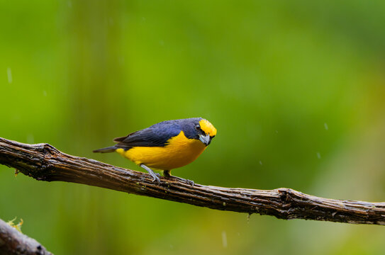 TICK BILLED EUPHONIA