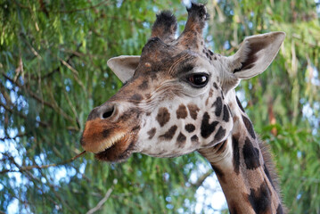 Obraz premium Giraffe Chewing Leaves Close Up