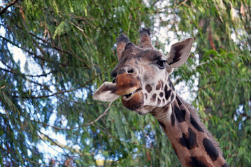 Giraffe Chewing Leaves Close Up