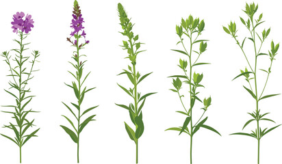 Fototapeta premium Various stages of purple flower growth in a botanical illustration from a front view