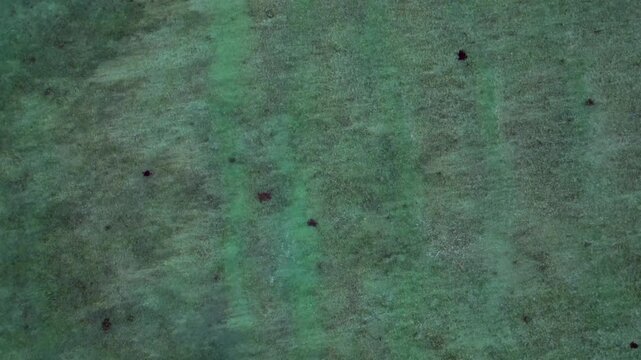 Sea turtles swimming in vast blue ocean water. Dramatic aerial view drone