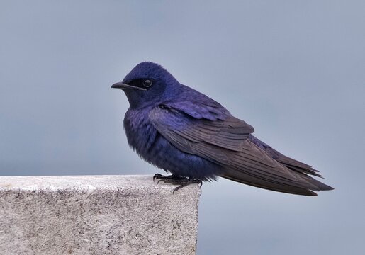 Purple Martin
Evan&rsquo;s Bay, Bermuda