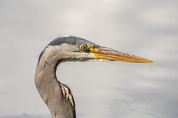 Fototapeta premium great blue heron