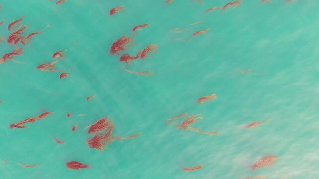 Top down drone view of floating kelp forest patterns in clear turquoise Pacific Ocean water near coastline