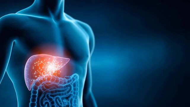 人間の肝臓のイラストレーション動画｜肝機能の低下、炎症を表現