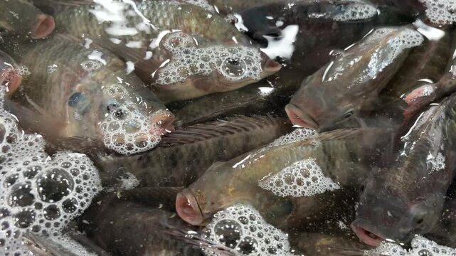 Video of a group of tilapia fish (Oreochromis niloticus) in a fish tank sold at a traditional market.