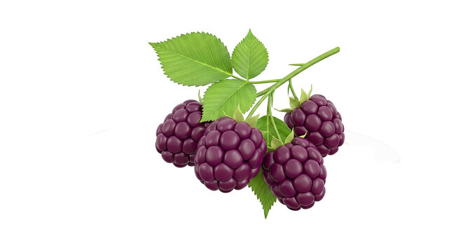 Blackberries on a Stem with Leaves