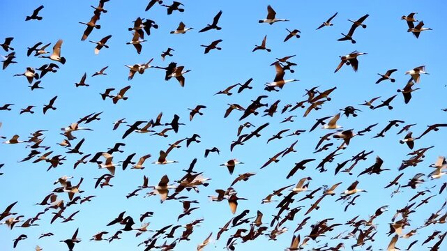 Numerous birds, silhouetted or with wings spread, fly across a vast, clear, light blue sky