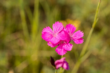 kwiaty polne, goździk kropkowany, Dianthus deltoides © © Jakacki