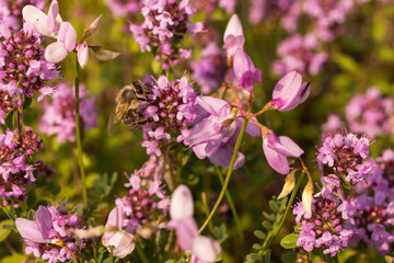 macierzanka piaskowa, Thymus serpyllum, kwiaty i pszczoła © © Jakacki