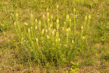 żółte kwiaty, rezeda żółta, Reseda lutea © © Jakacki