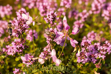 macierzanka piaskowa, Thymus serpyllum, kwiaty i pszczoła © © Jakacki