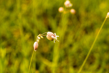 kwiaty polne, lepnica rozdęta, Silene vulgaris © © Jakacki