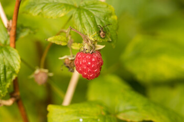 Czerwona leśna pachnąca piękna malina © © Jakacki
