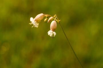 kwiaty polne, lepnica rozdęta, Silene vulgaris © © Jakacki