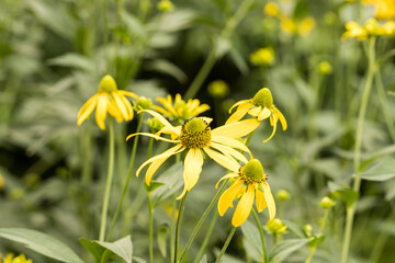 rudbekia naga, Rudbeckia laciniata, piękna jeżówka żółta © © Jakacki