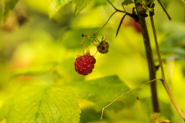 Czerwona leśna pachnąca piękna malina © © Jakacki