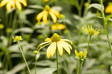 rudbekia naga, Rudbeckia laciniata, piękna jeżówka żółta © © Jakacki