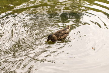 piękna kaczka w stawie, kaczka krzyżówka, Anas platyrhynchos © © Jakacki