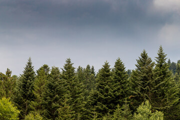 Piękny gęsty las iglasty, jodła, świerk © © Jakacki