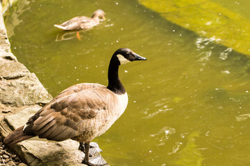 bernikla kanadyjska, Branta canadensis, gęś kanadyjska © © Jakacki