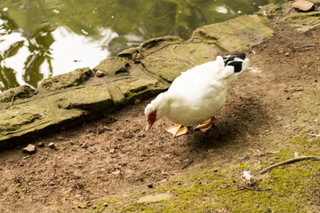kaczka piżmowa, Cairina moschata, pekinka, biała kaczka © © Jakacki
